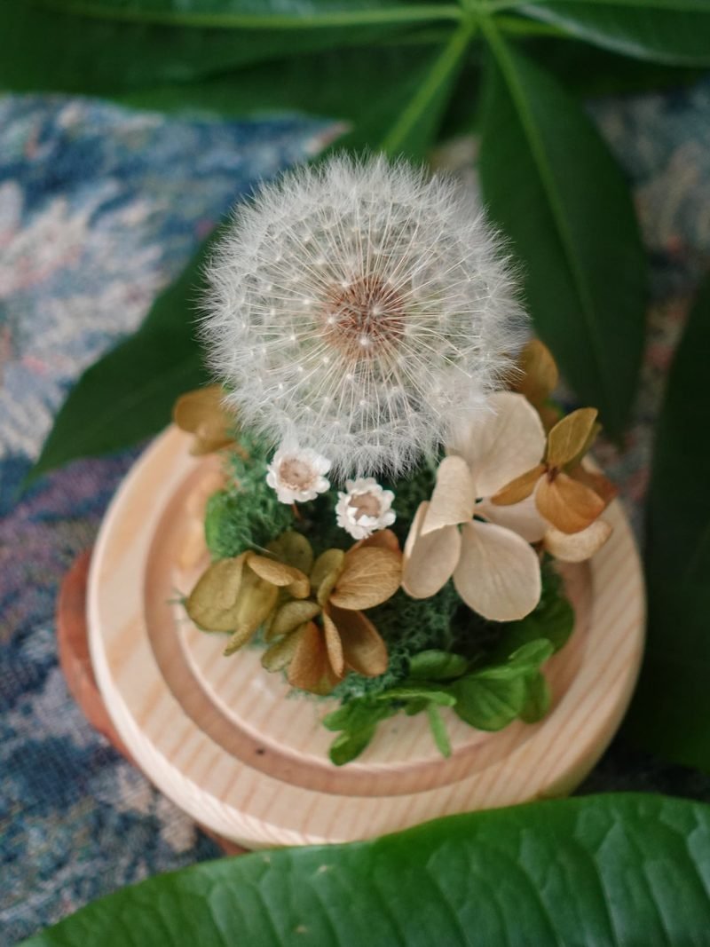 Preserved Dandelion Dome – alternate view